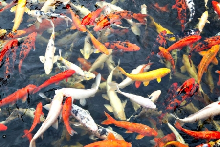 Применение кислорода в рыбном хозяйстве